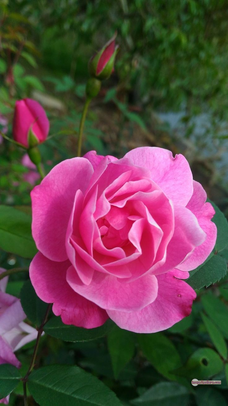 3300+ Beautiful Rose Flowers Image | Rose Flower HD Pic Download | 2472 pink roses -(13)