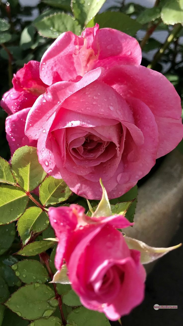 3300+ Beautiful Rose Flowers Image | Rose Flower HD Pic Download | 2400 pink rose's -(13)