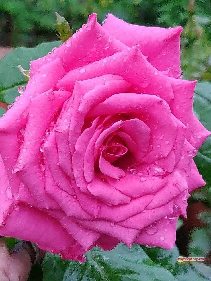 3300+ Beautiful Rose Flowers Image | Rose Flower HD Pic Download | 1778 pink roses -(14)