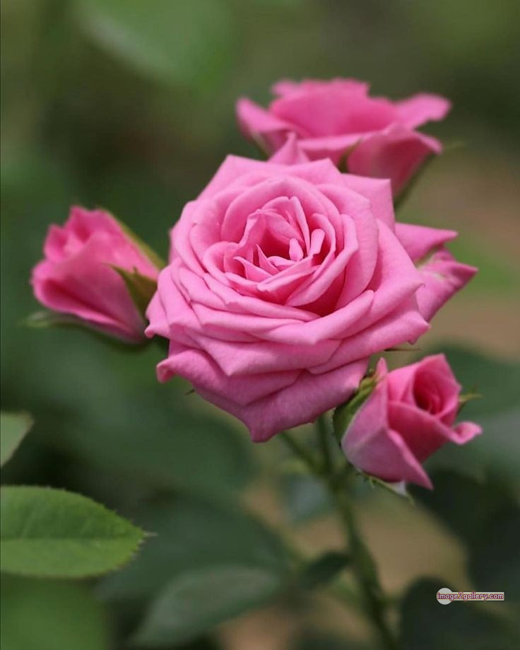 3300+ Beautiful Rose Flowers Image | Rose Flower HD Pic Download | 2360 pink roses -(15)