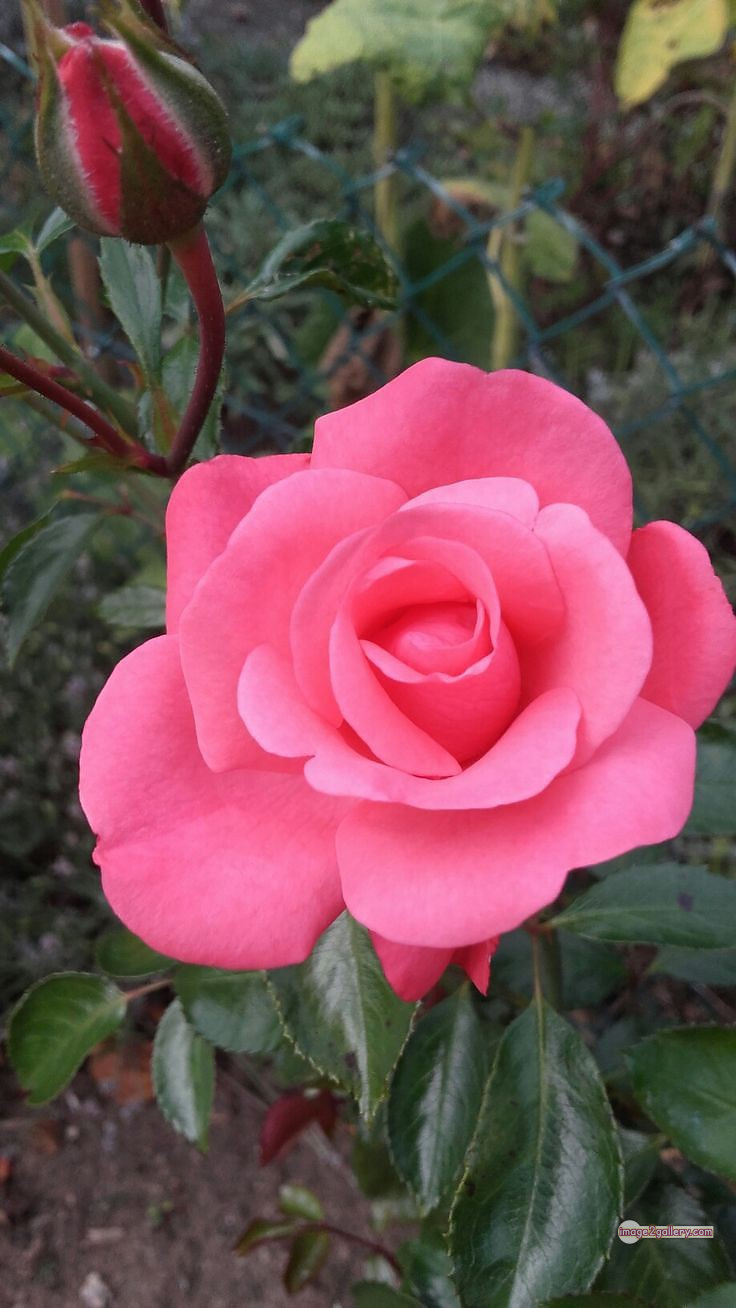 3300+ Beautiful Rose Flowers Image | Rose Flower HD Pic Download | 2428 pink rose's -(15)