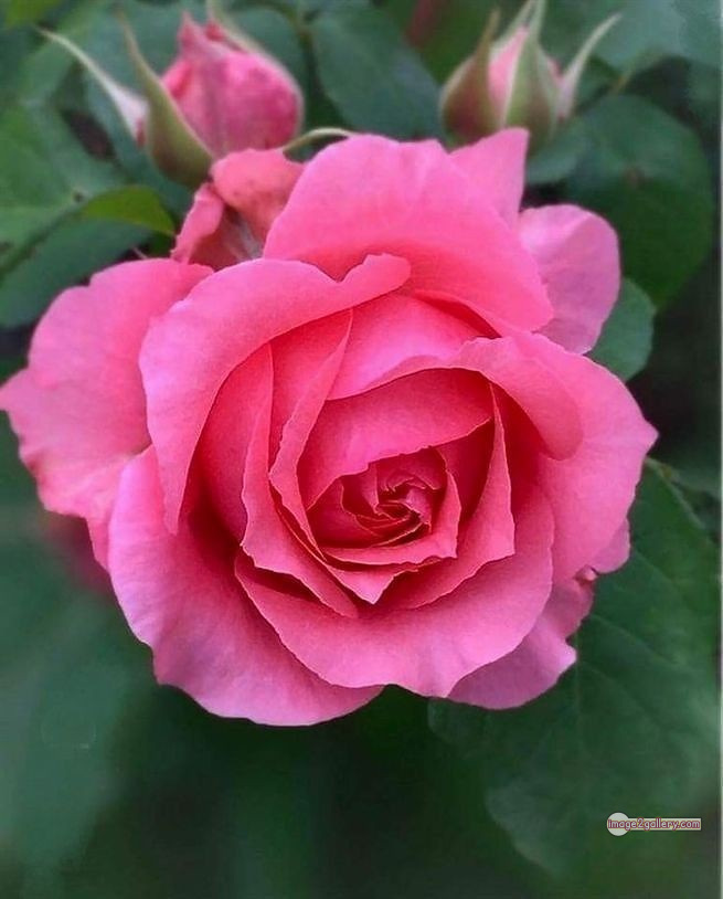 3300+ Beautiful Rose Flowers Image | Rose Flower HD Pic Download | 2433 pink roses -(17)