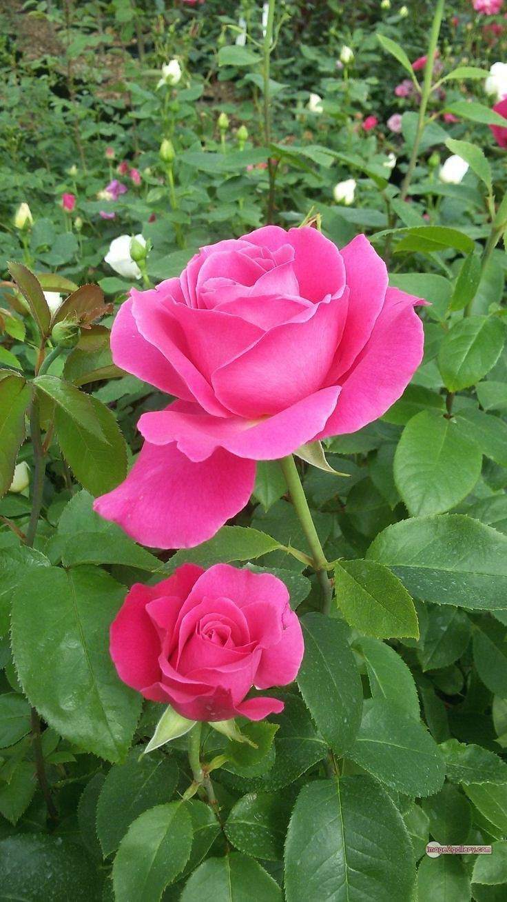 3300+ Beautiful Rose Flowers Image | Rose Flower HD Pic Download | 2364 pink rose's -(17)