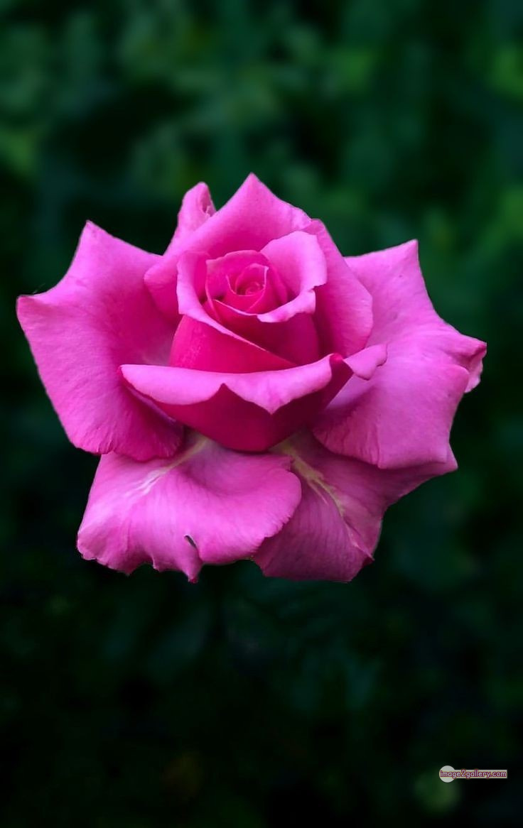3300+ Beautiful Rose Flowers Image | Rose Flower HD Pic Download | 1791 pink roses -(18)