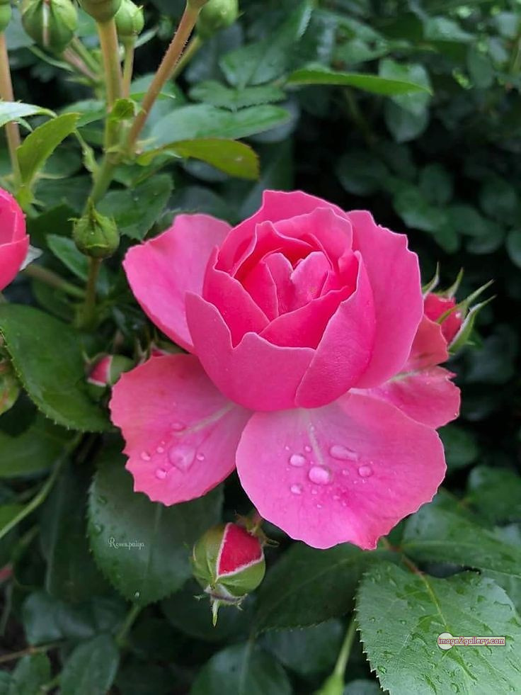 3300+ Beautiful Rose Flowers Image | Rose Flower HD Pic Download | 2267 pink roses -(19)