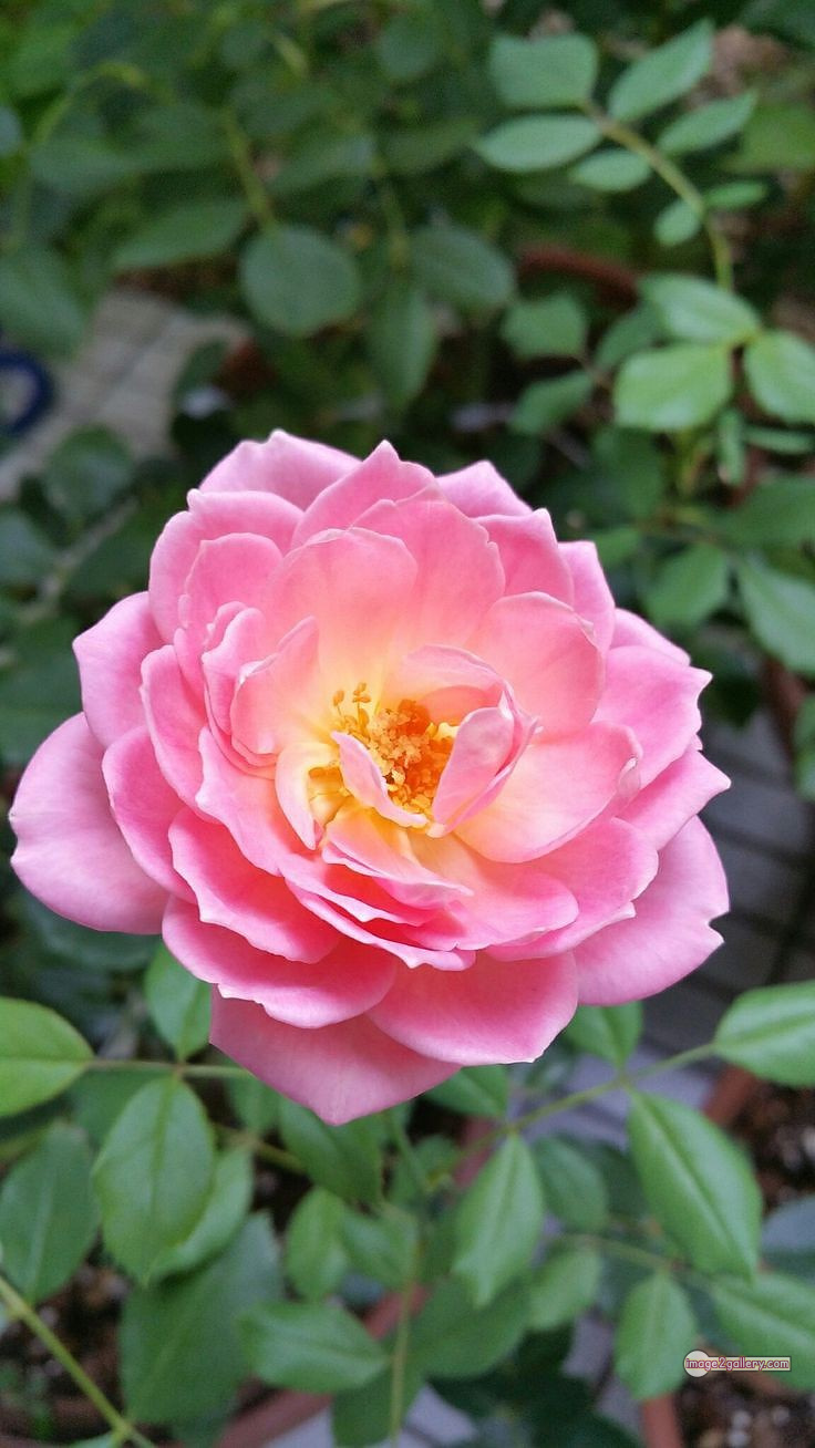 3300+ Beautiful Rose Flowers Image | Rose Flower HD Pic Download | 2358 pink rose's -(2)