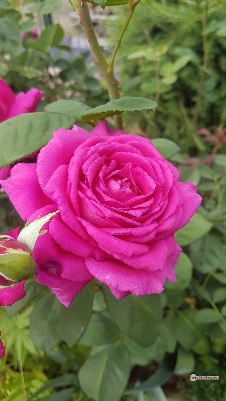 3300+ Beautiful Rose Flowers Image | Rose Flower HD Pic Download | 1114 pink rose's -(3)