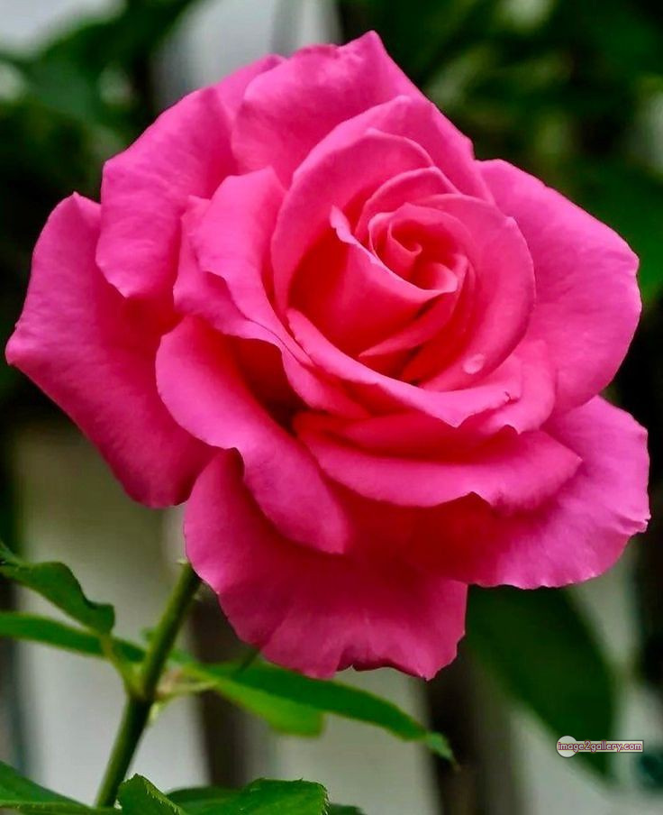 3300+ Beautiful Rose Flowers Image | Rose Flower HD Pic Download | 2264 pink roses -(3)