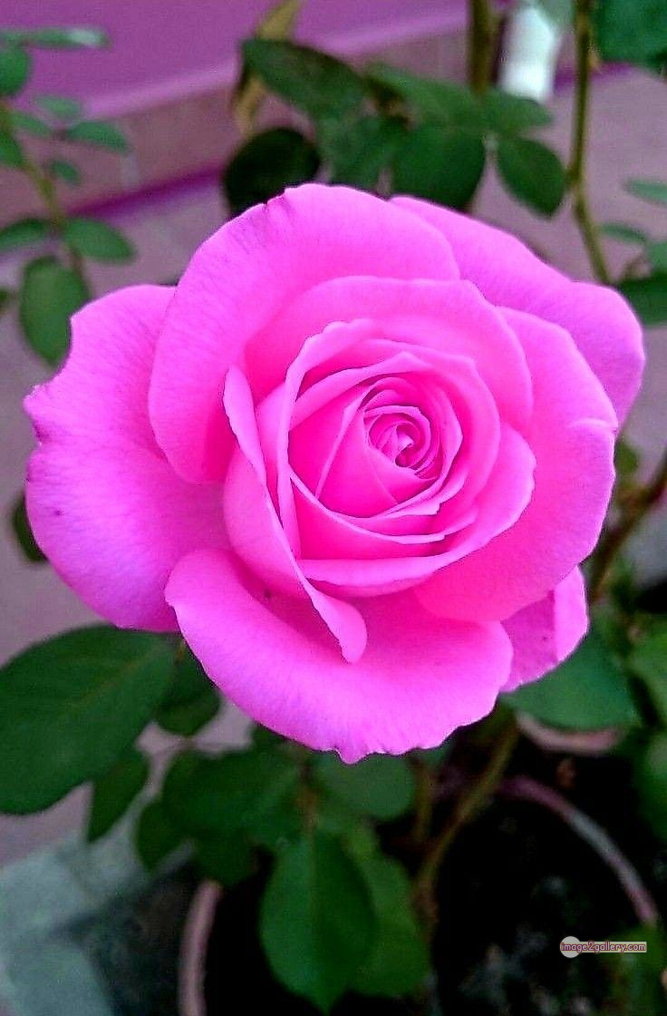 3300+ Beautiful Rose Flowers Image | Rose Flower HD Pic Download | 784 pink roses -(4)