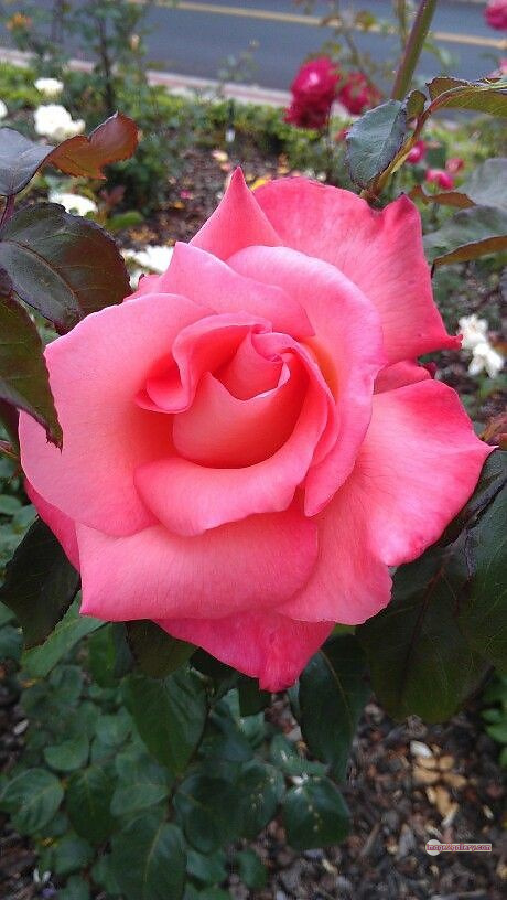 3300+ Beautiful Rose Flowers Image | Rose Flower HD Pic Download | 2401 pink rose's -(4)