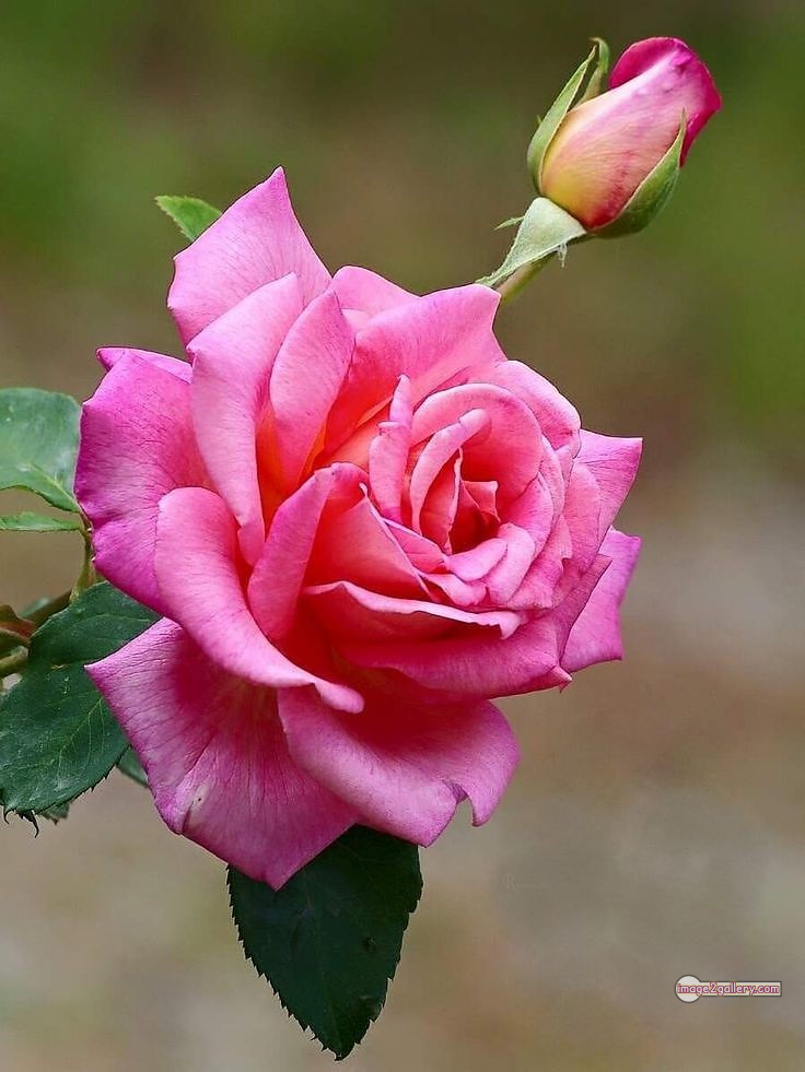 3300+ Beautiful Rose Flowers Image | Rose Flower HD Pic Download | 1169 pink roses -(5)