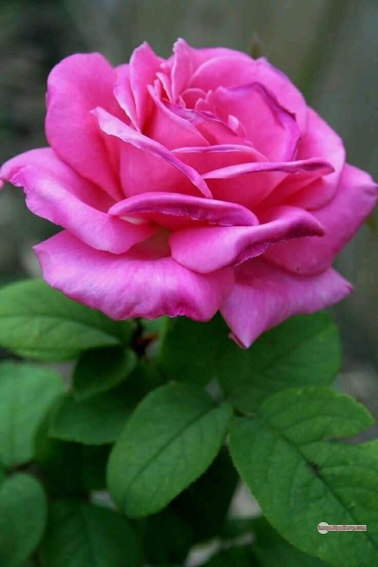 3300+ Beautiful Rose Flowers Image | Rose Flower HD Pic Download | 1537 pink roses -(7)