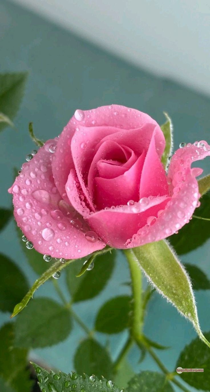 3300+ Beautiful Rose Flowers Image | Rose Flower HD Pic Download | 1793 pink rose's -(8)