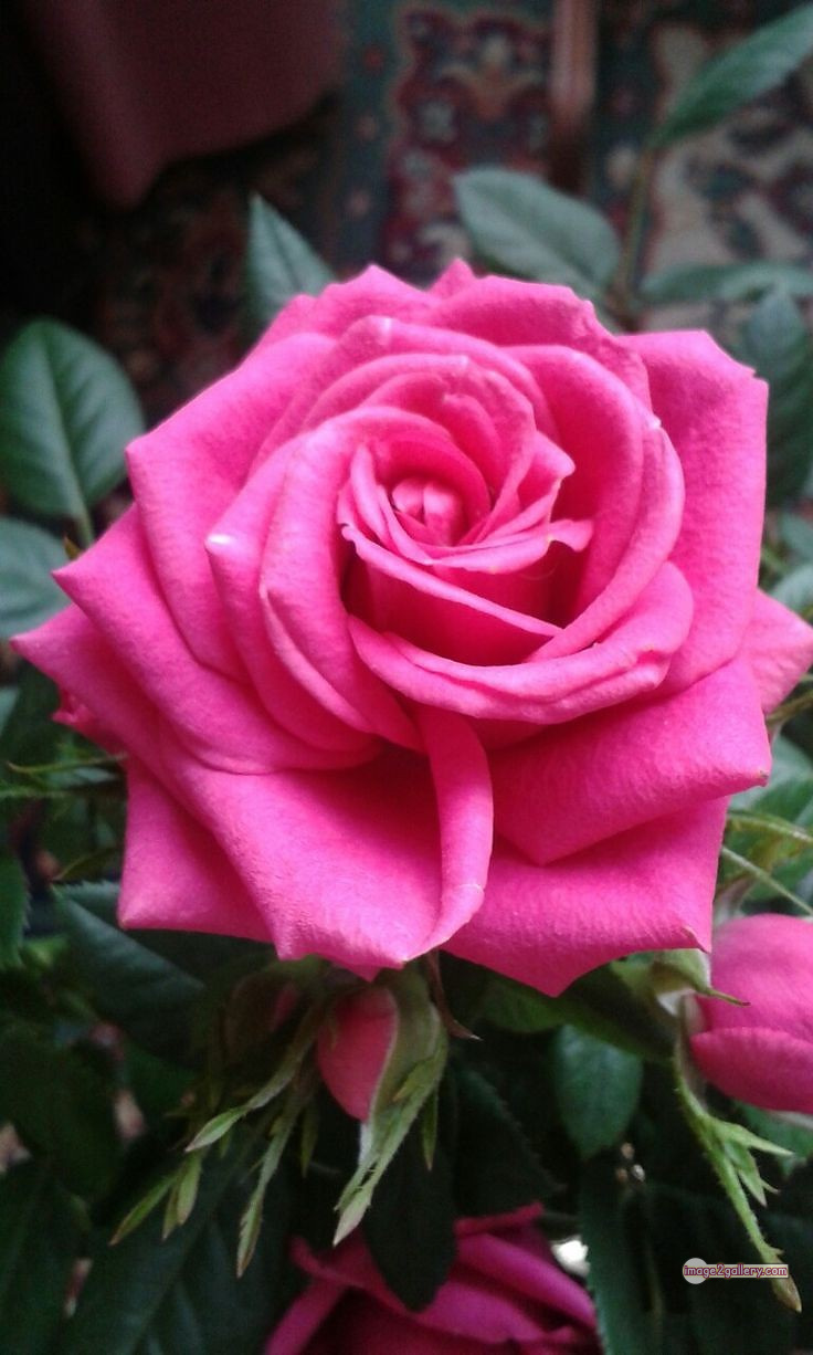3300+ Beautiful Rose Flowers Image | Rose Flower HD Pic Download | 2268 pink roses -(8)