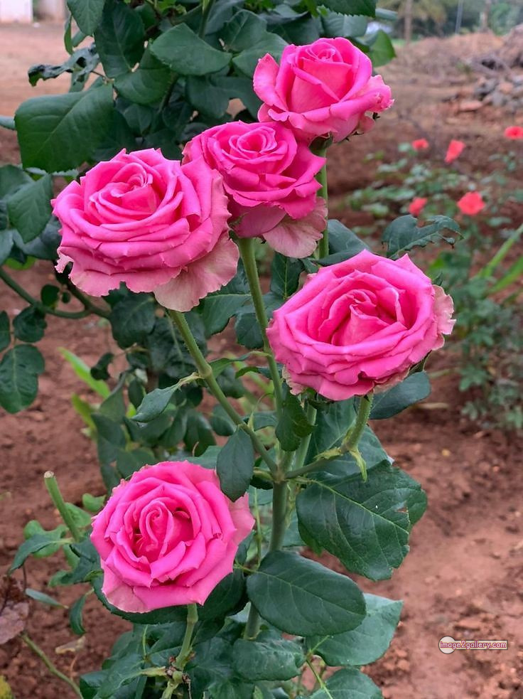 3300+ Beautiful Rose Flowers Image | Rose Flower HD Pic Download | 1024 pink roses -(9)