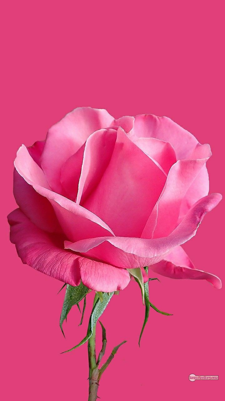3300+ Beautiful Rose Flowers Image | Rose Flower HD Pic Download | 2431 pink rose's -(9)