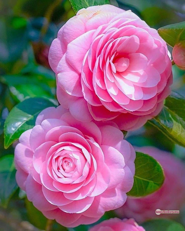 3300+ Beautiful Rose Flowers Image | Rose Flower HD Pic Download | 650 pink white roses -(1)