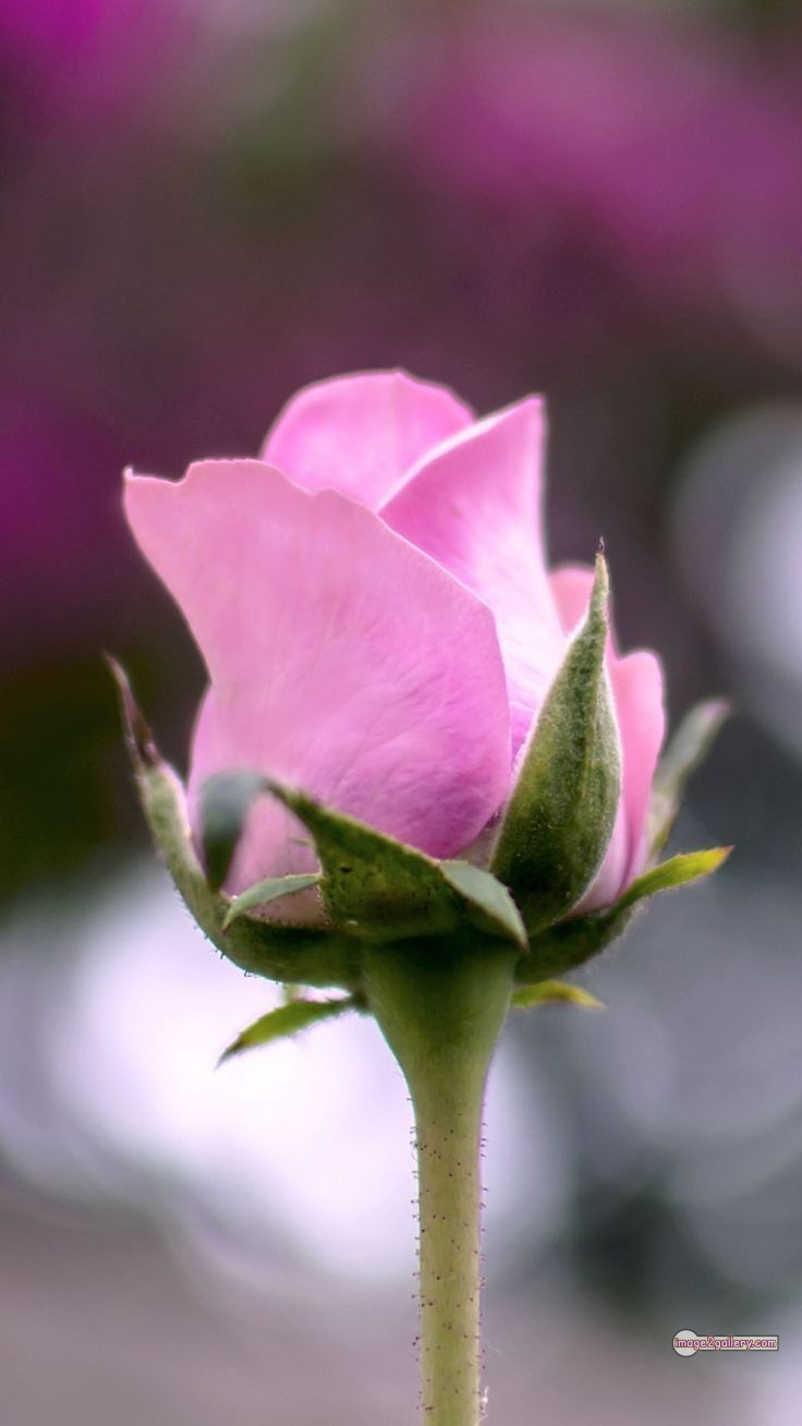 3300+ Beautiful Rose Flowers Image | Rose Flower HD Pic Download | 1894 pink white roses -(10)