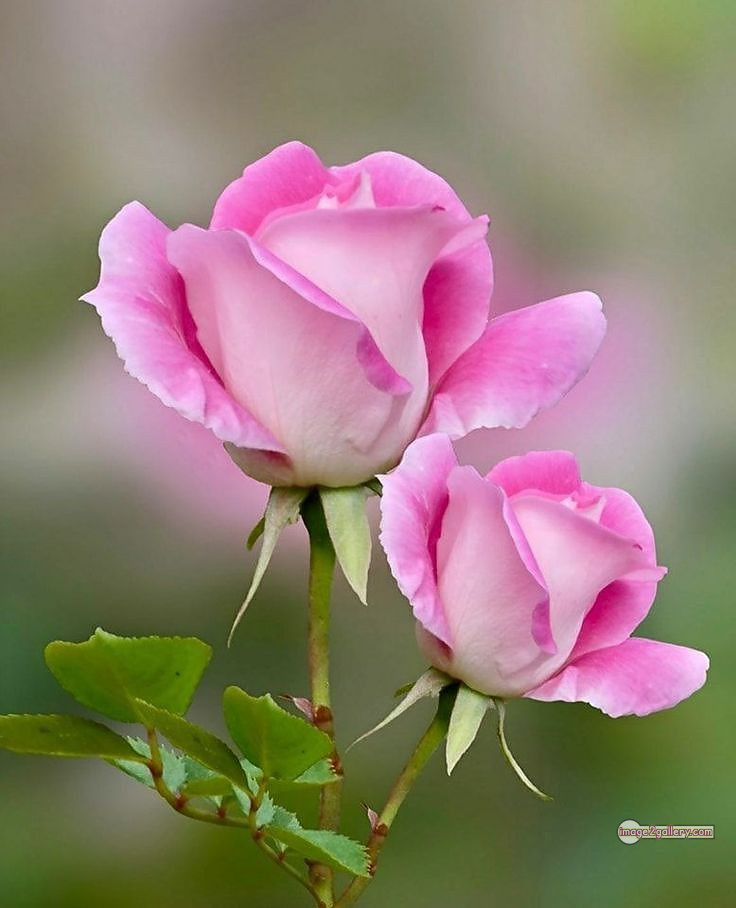 3300+ Beautiful Rose Flowers Image | Rose Flower HD Pic Download | 648 pink white roses -(11)