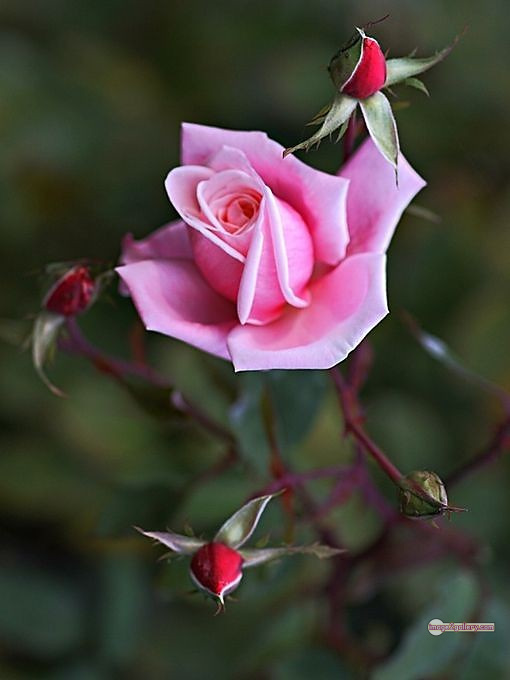 3300+ Beautiful Rose Flowers Image | Rose Flower HD Pic Download | 1892 pink white roses -(12)