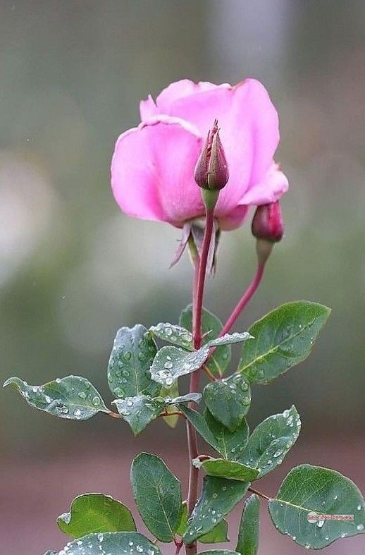 3300+ Beautiful Rose Flowers Image | Rose Flower HD Pic Download | 651 pink white roses -(13)