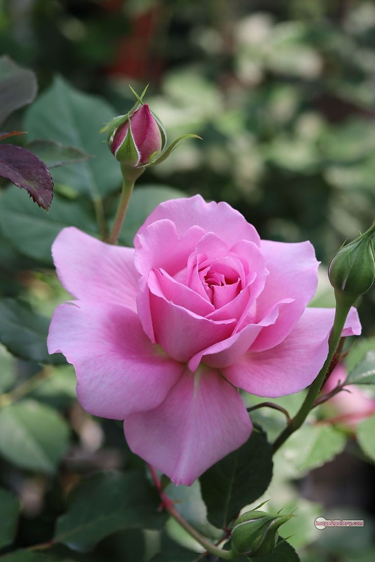 3300+ Beautiful Rose Flowers Image | Rose Flower HD Pic Download | 2106 pink white roses -(14)