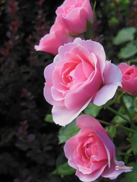 3300+ Beautiful Rose Flowers Image | Rose Flower HD Pic Download | 2063 pink white roses -(15)