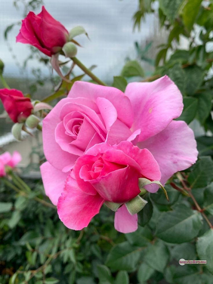 3300+ Beautiful Rose Flowers Image | Rose Flower HD Pic Download | 1893 pink white roses -(16)