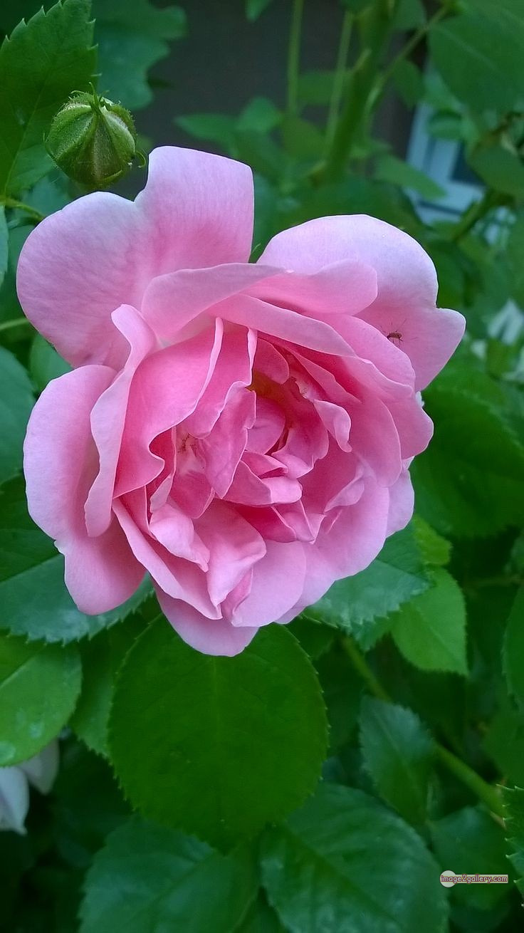 3300+ Beautiful Rose Flowers Image | Rose Flower HD Pic Download | 2032 pink white roses -(17)