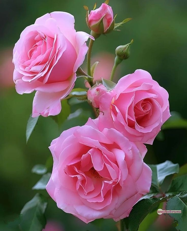 3300+ Beautiful Rose Flowers Image | Rose Flower HD Pic Download | 649 pink white roses -(2)