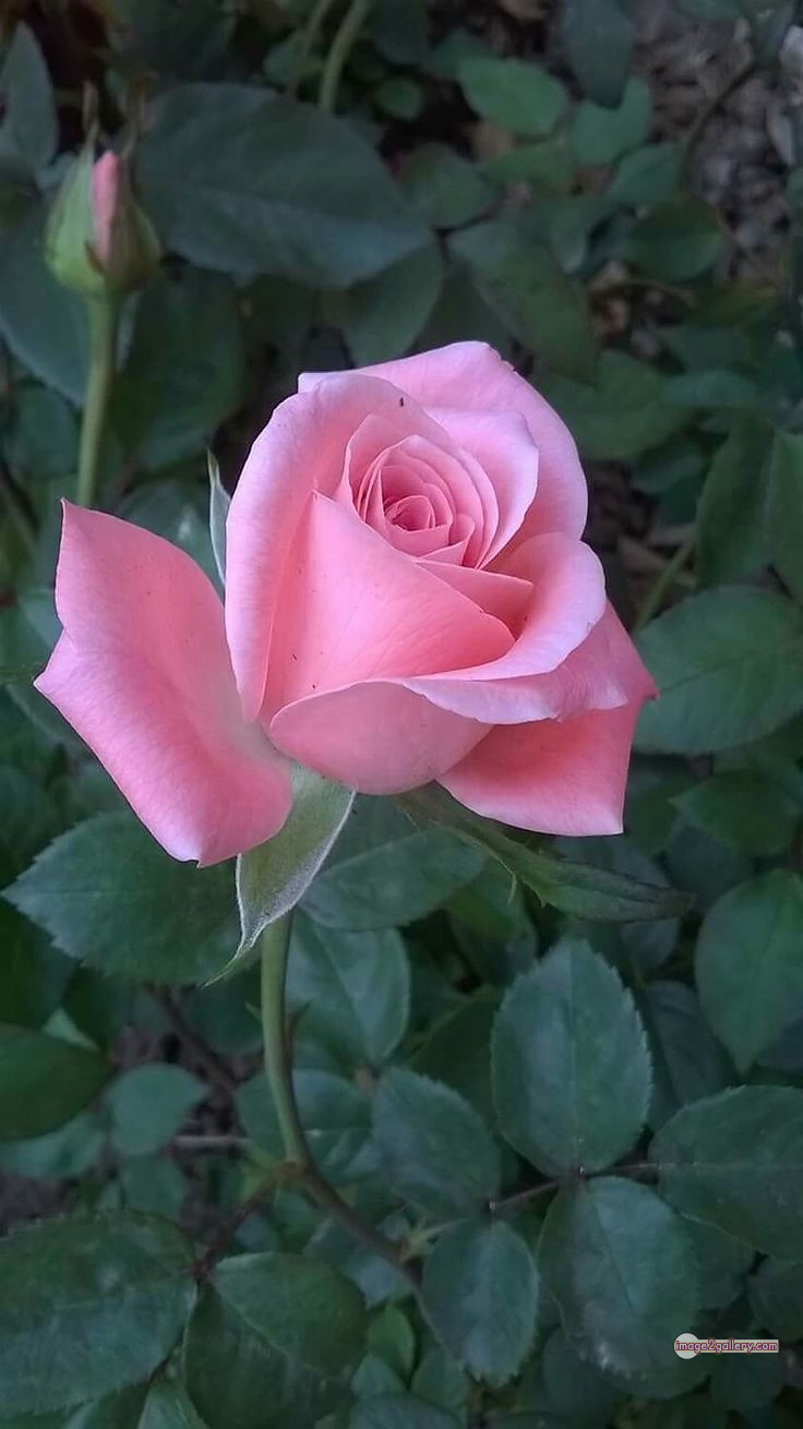 3300+ Beautiful Rose Flowers Image | Rose Flower HD Pic Download | 2062 pink white roses -(5)