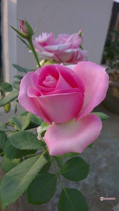 3300+ Beautiful Rose Flowers Image | Rose Flower HD Pic Download | 2104 pink white roses -(6)