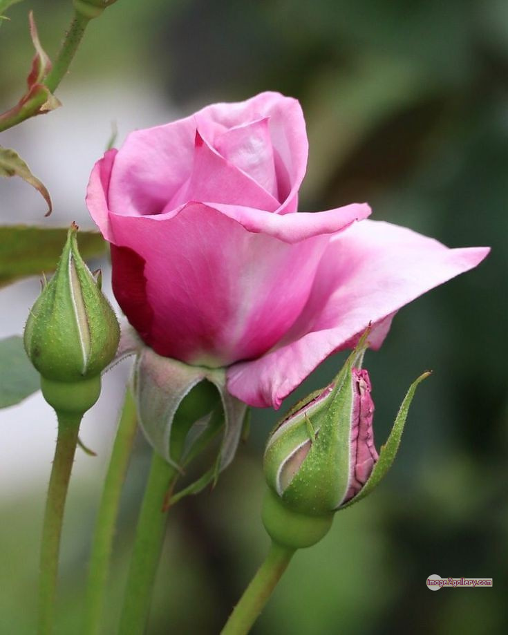 3300+ Beautiful Rose Flowers Image | Rose Flower HD Pic Download | 2102 pink white roses -(8)