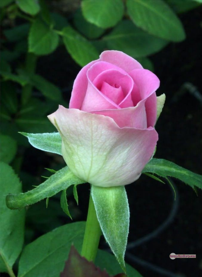 3300+ Beautiful Rose Flowers Image | Rose Flower HD Pic Download | 2061 pink white roses -(9)