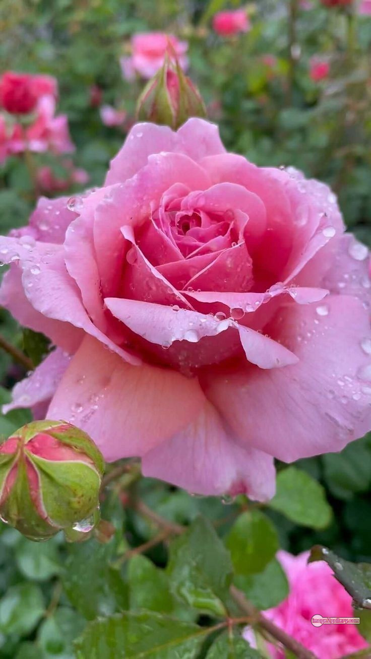 3300+ Beautiful Rose Flowers Image | Rose Flower HD Pic Download | 2140 pink with white rose -