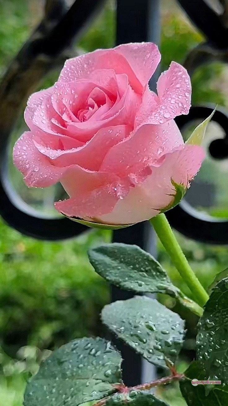 3300+ Beautiful Rose Flowers Image | Rose Flower HD Pic Download | 2118 pink with white rose -(1)