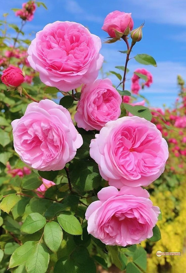 3300+ Beautiful Rose Flowers Image | Rose Flower HD Pic Download | 2066 pink with white rose -(10)