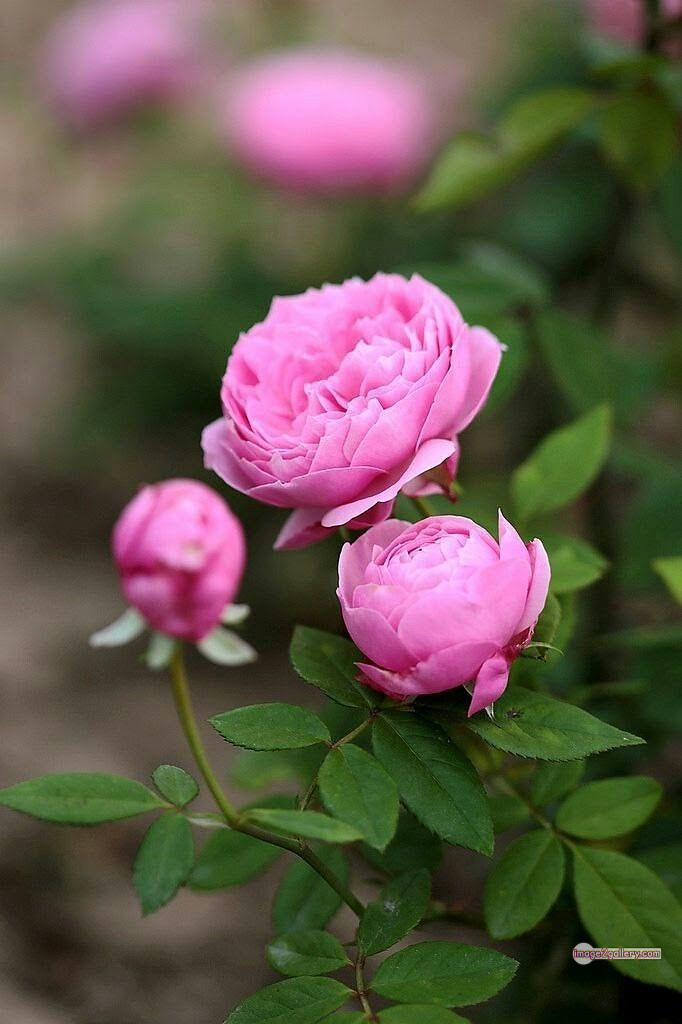 3300+ Beautiful Rose Flowers Image | Rose Flower HD Pic Download | 2114 pink with white rose -(2)
