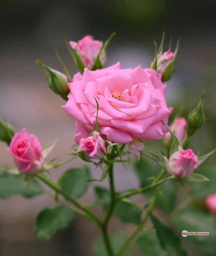 3300+ Beautiful Rose Flowers Image | Rose Flower HD Pic Download | 2119 pink with white rose -(3)