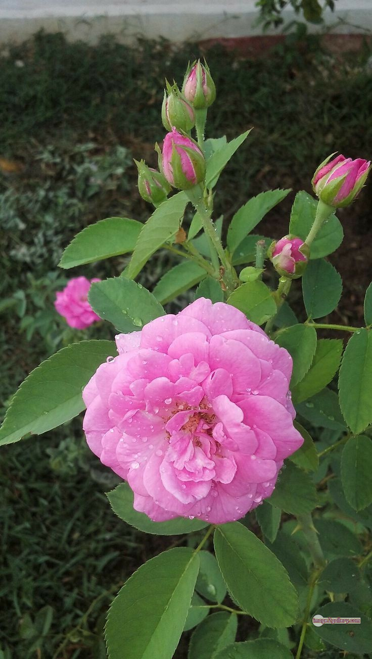 3300+ Beautiful Rose Flowers Image | Rose Flower HD Pic Download | 2117 pink with white rose -(4)