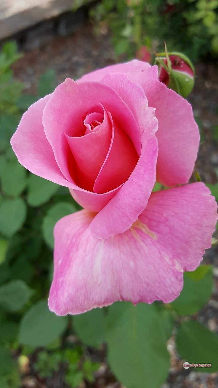 3300+ Beautiful Rose Flowers Image | Rose Flower HD Pic Download | 2120 pink with white rose -(7)