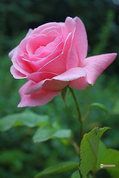 3300+ Beautiful Rose Flowers Image | Rose Flower HD Pic Download | 1958 pink with white rose -(8)