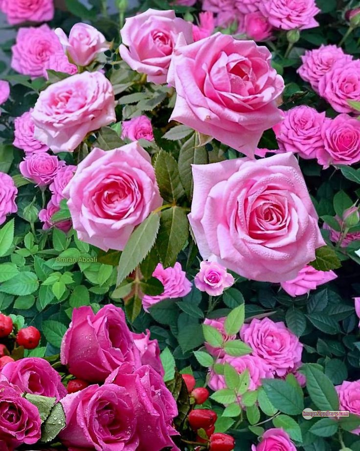 3300+ Beautiful Rose Flowers Image | Rose Flower HD Pic Download | 1884 pink with white rose -(9)