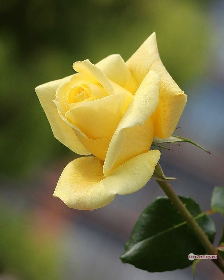 3300+ Beautiful Rose Flowers Image | Rose Flower HD Pic Download | 330 pretty yellow rose -