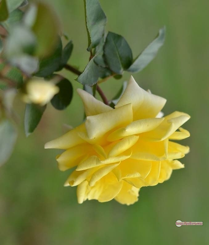 3300+ Beautiful Rose Flowers Image | Rose Flower HD Pic Download | 1219 pretty yellow rose -(1)