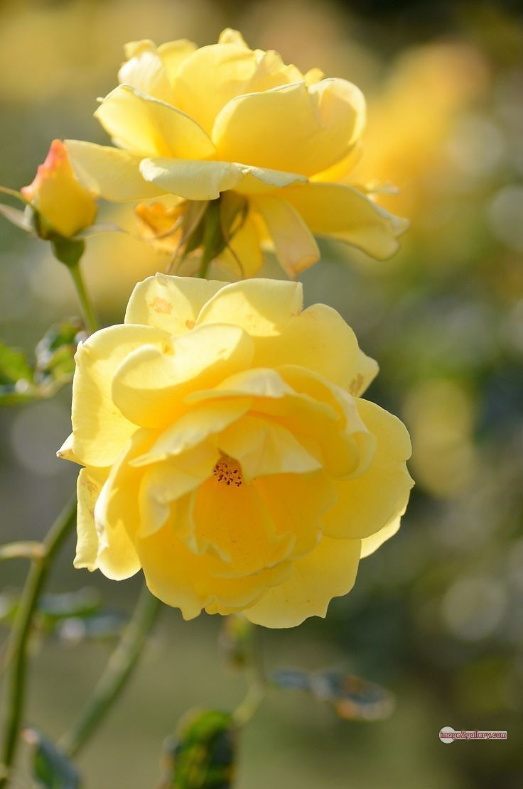 3300+ Beautiful Rose Flowers Image | Rose Flower HD Pic Download | 331 pretty yellow rose -(10)