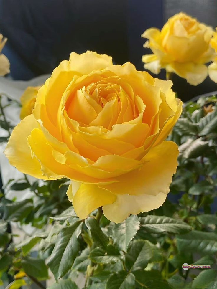 3300+ Beautiful Rose Flowers Image | Rose Flower HD Pic Download | 970 pretty yellow rose -(12)