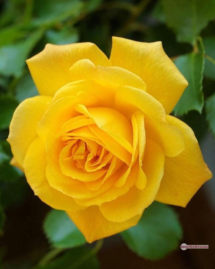 3300+ Beautiful Rose Flowers Image | Rose Flower HD Pic Download | 1220 pretty yellow rose -(13)