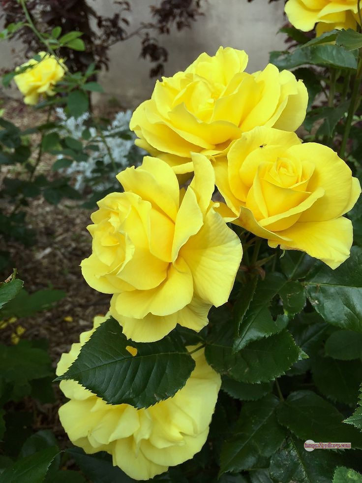 3300+ Beautiful Rose Flowers Image | Rose Flower HD Pic Download | 2719 pretty yellow rose -(14)
