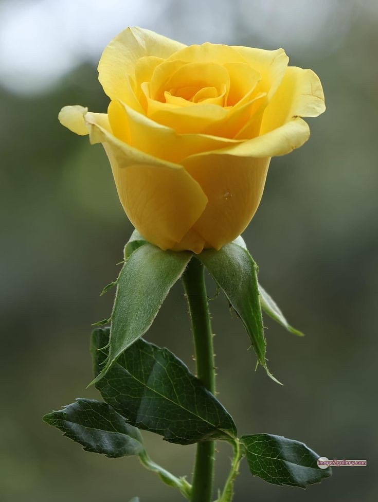3300+ Beautiful Rose Flowers Image | Rose Flower HD Pic Download | 712 pretty yellow rose -(15)